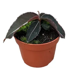 5 - 10cm Labisia Pumila 10.5cm Pot House Plant