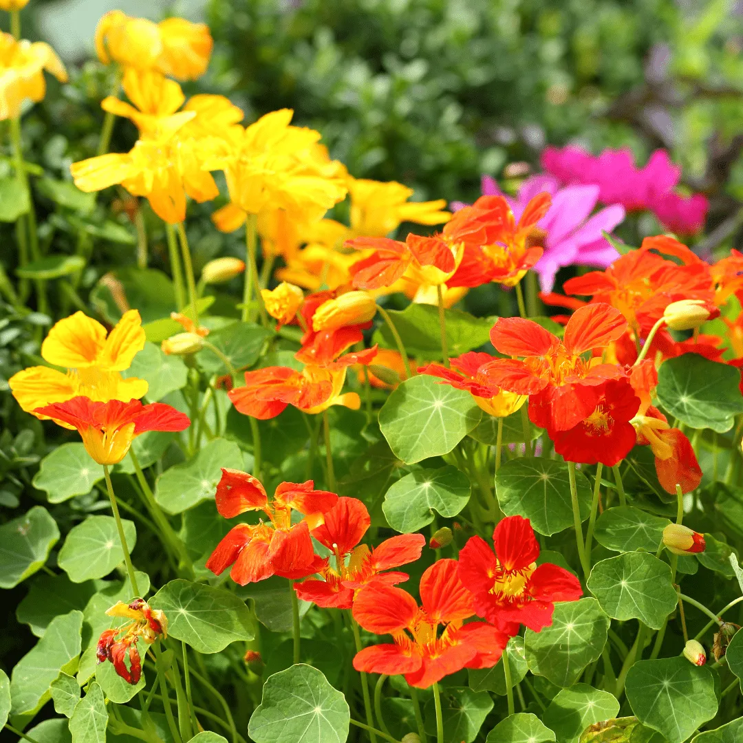 Nasturtium Jewel Mix Seeds | West Coast Seeds