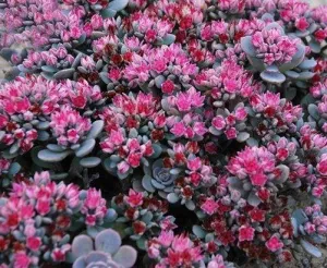 Sedum Stonecrop:  'Blue Elf' (SunSparkler) - 3.5" (Jf)